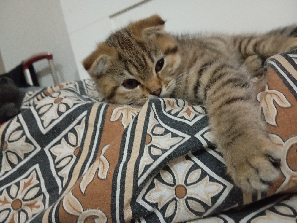 2 Kittens - 3
