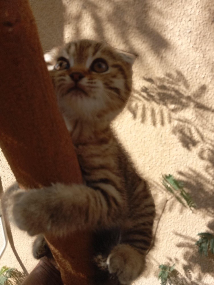 2 Kittens - 6