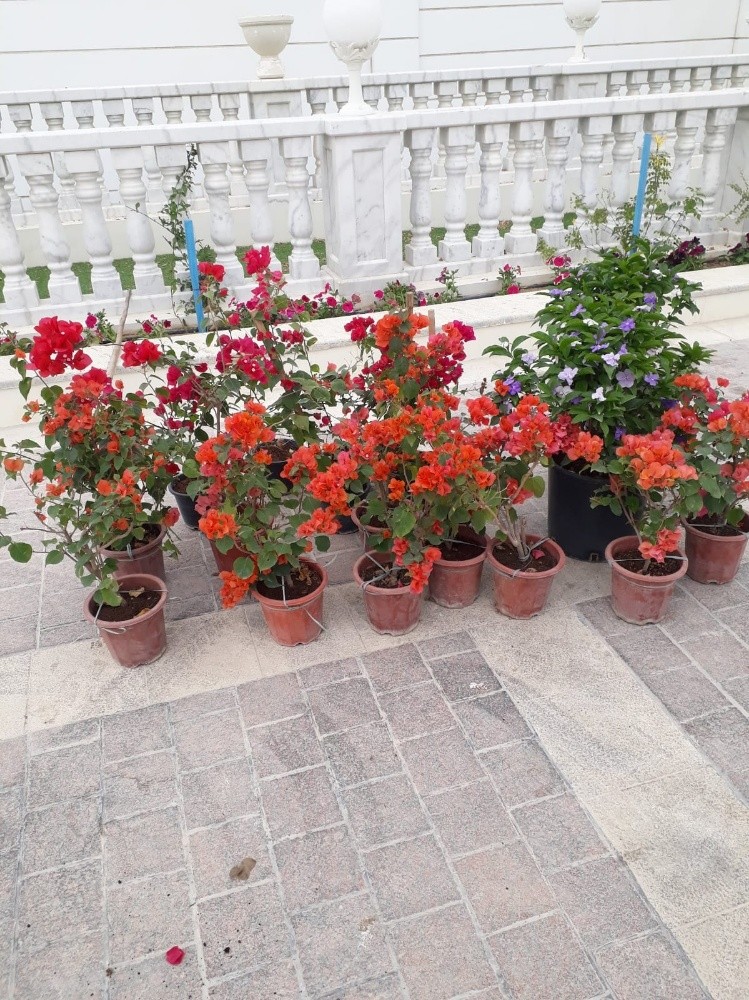 منسق حدائق - 2