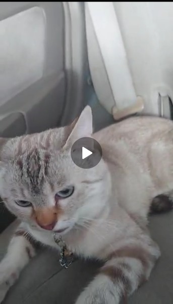looking for my cat - 1