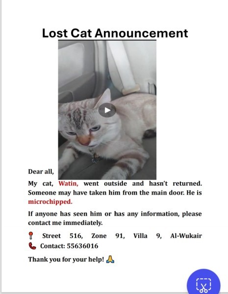 looking for my cat - 2