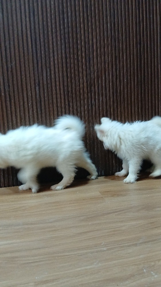 Husky puppy - 2