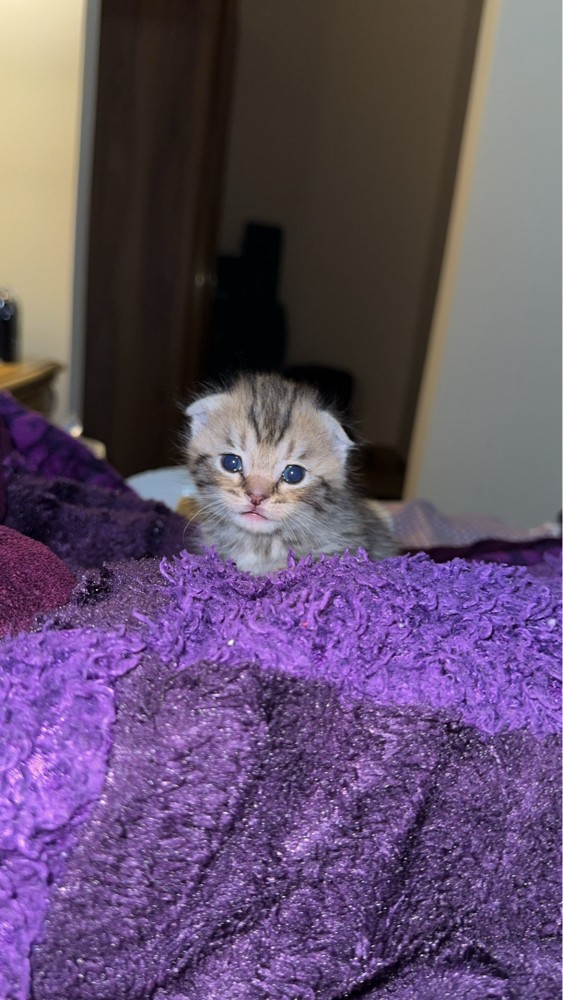 cats - 2
