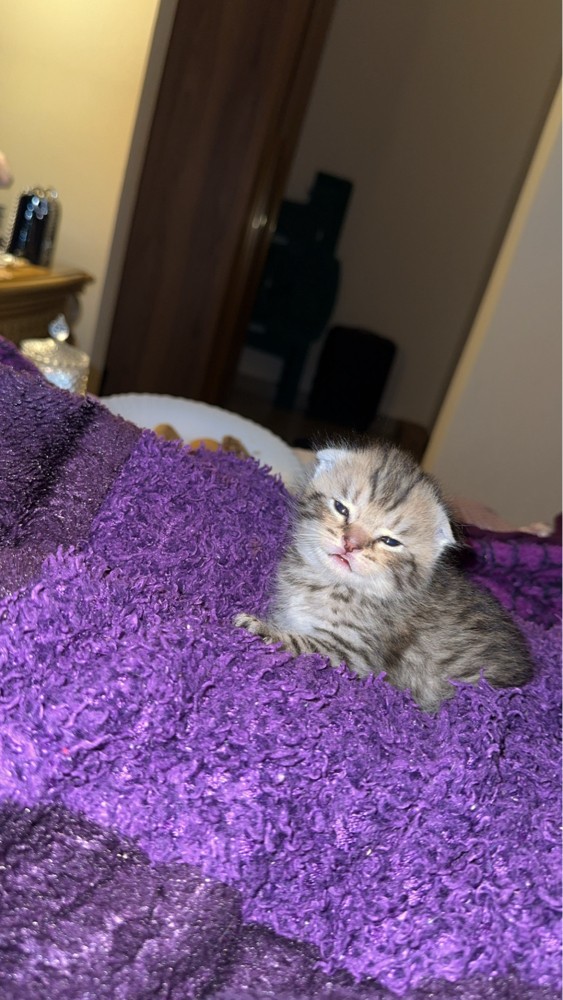 cats - 4