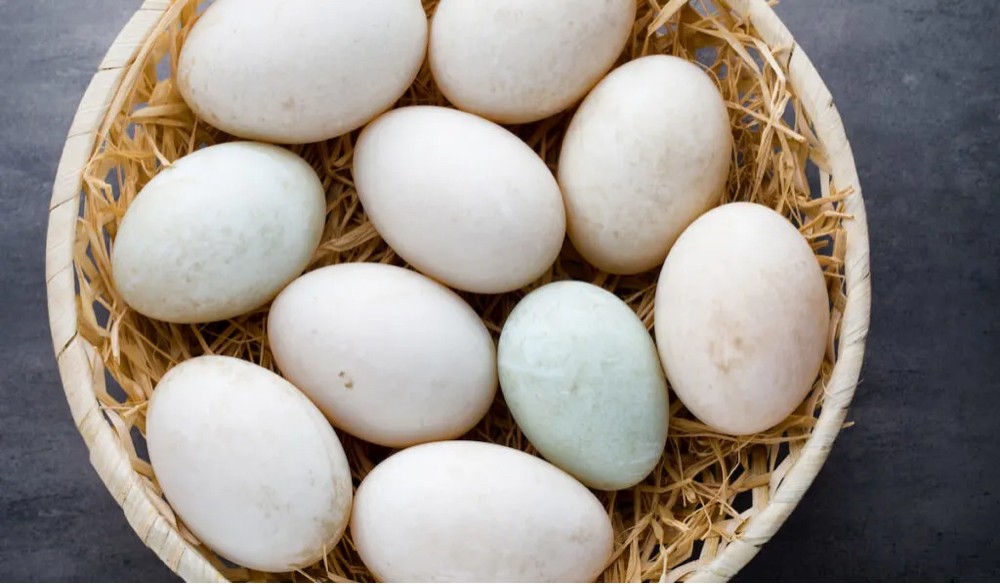 Egyptian Duck eggs - 2