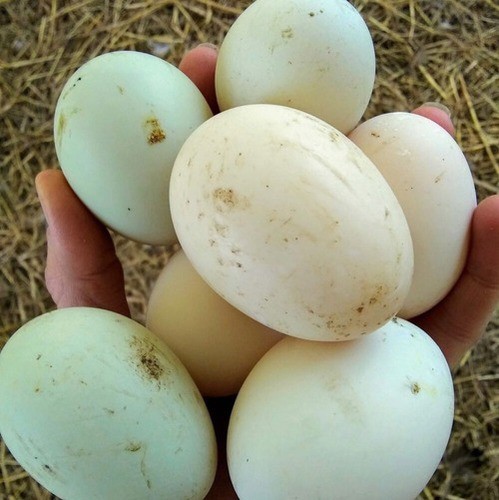 Egyptian Duck eggs - 1