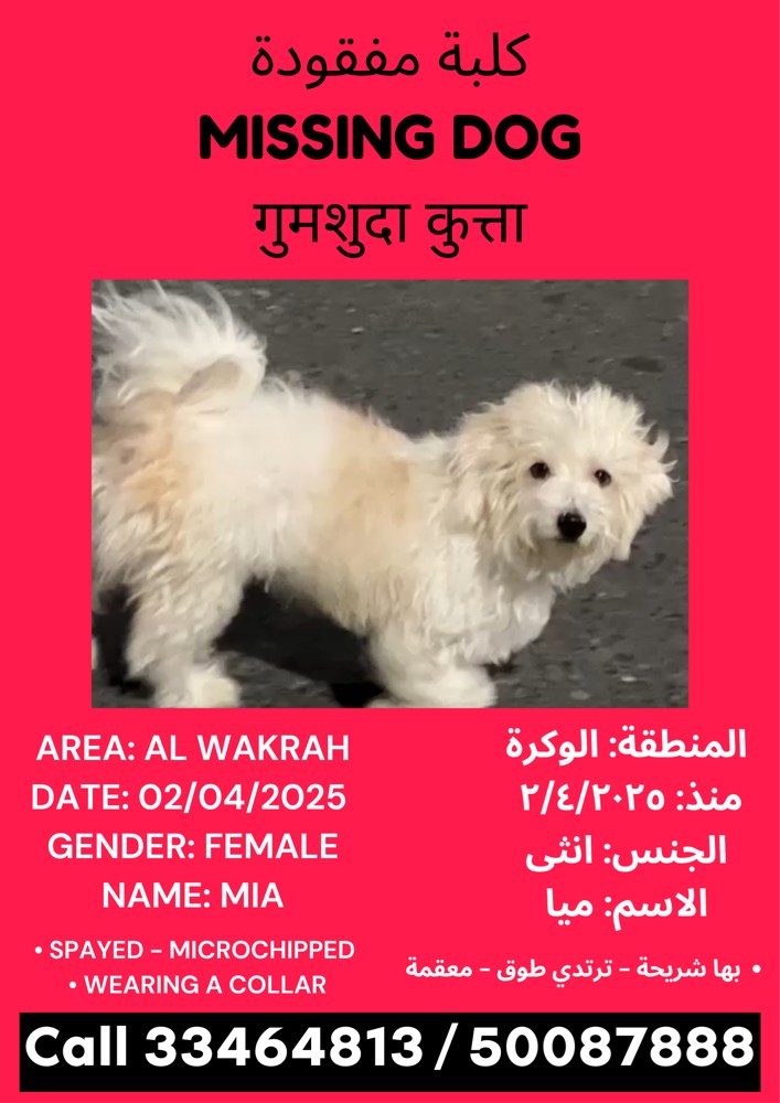 Missing / lost dog - 1