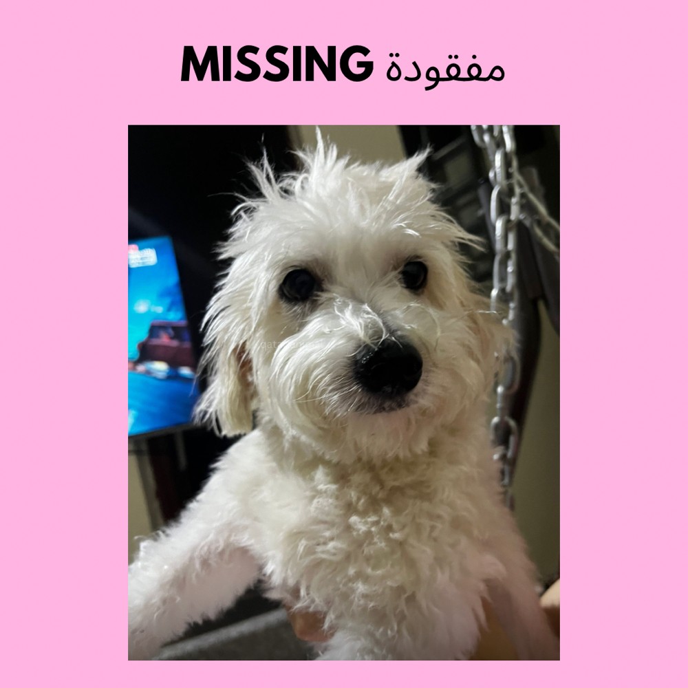Missing / lost dog - 2