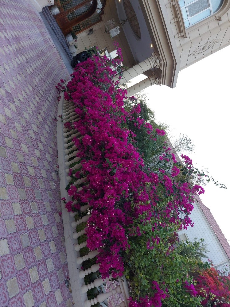 زراعة الجهناميه وأشجار الزينا - 2