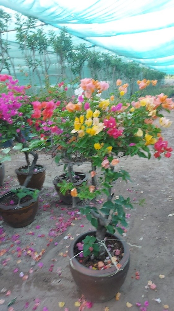 زراعة الجهناميه وأشجار الزينا - 4