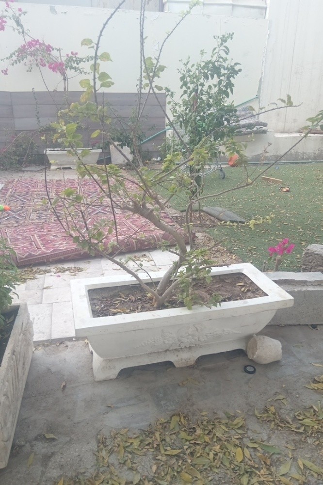 نعيم - 5
