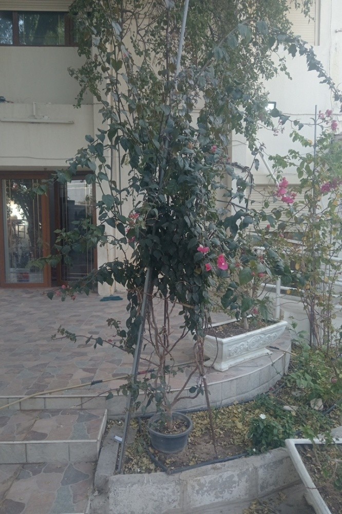 نعيم - 6