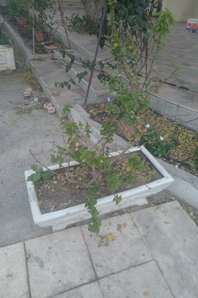 نعيم - 11