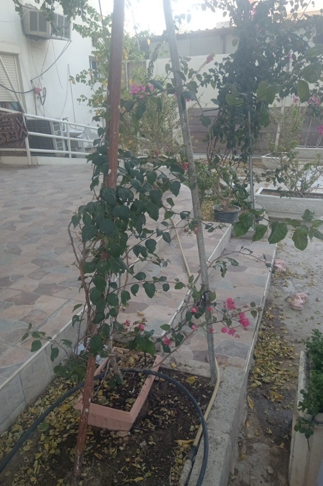 نعيم - 4