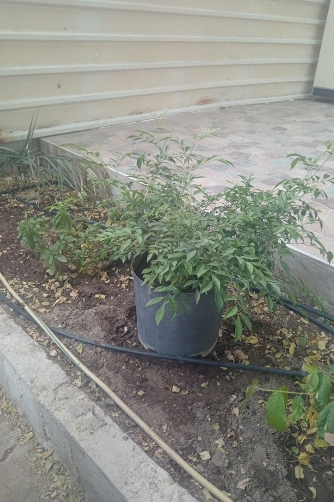 نعيم - 3