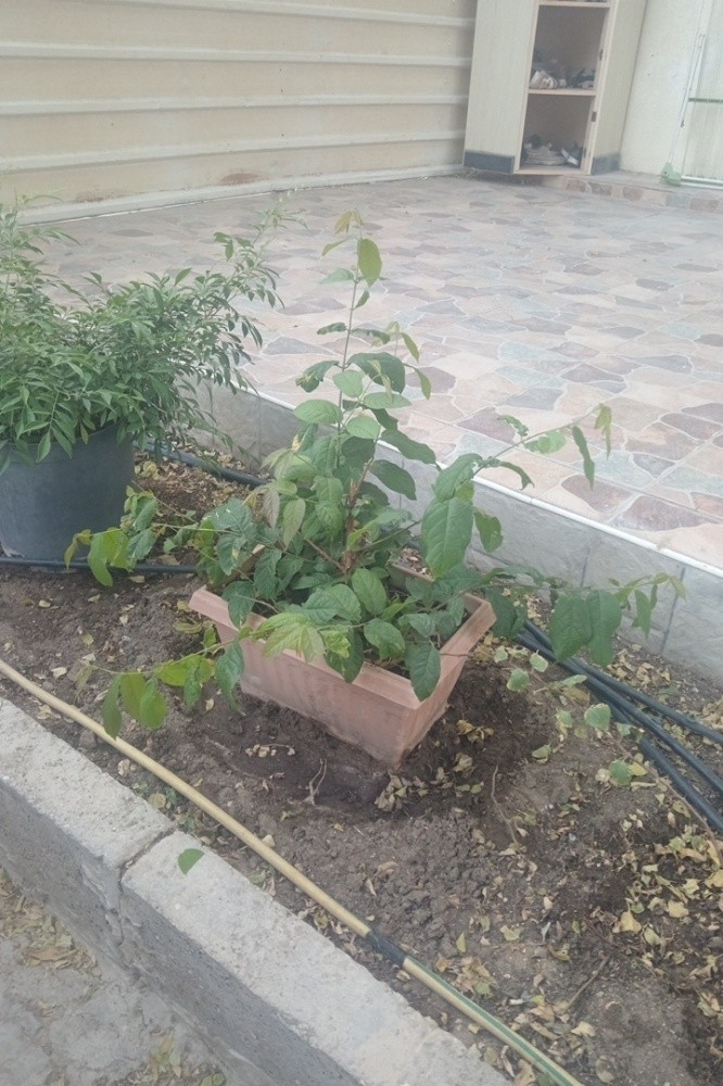 نعيم - 2