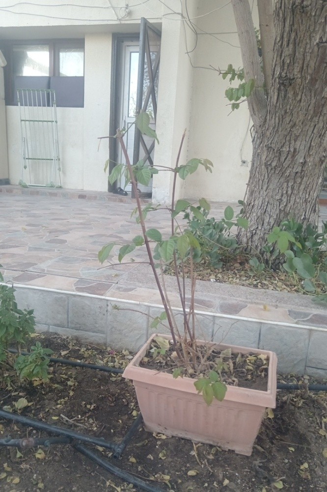 نعيم - 1