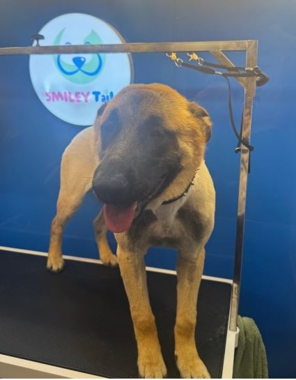 German Shepherd, father and mothe - 6