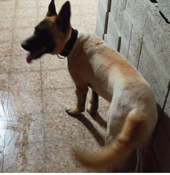 German Shepherd, father and mothe - 2