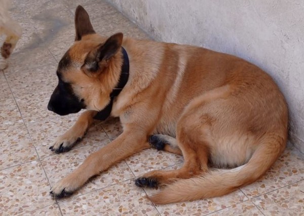 German Shepherd, father and mothe - 1