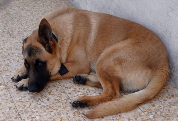 German Shepherd, father and mothe - 7