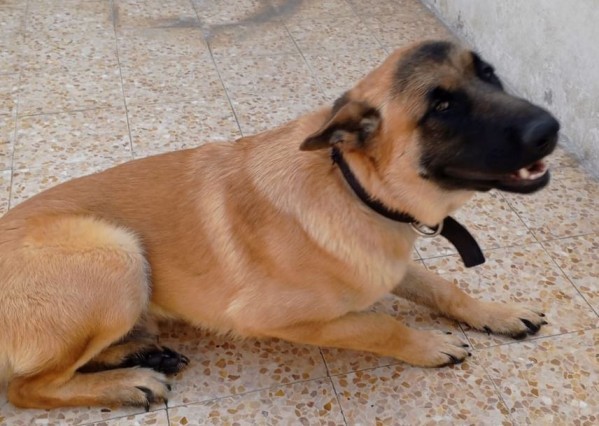 German Shepherd, father and mothe - 8