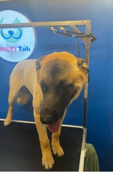 German Shepherd, father and mothe - 4