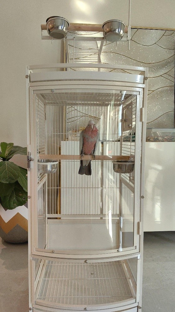 new cage for sale - 3
