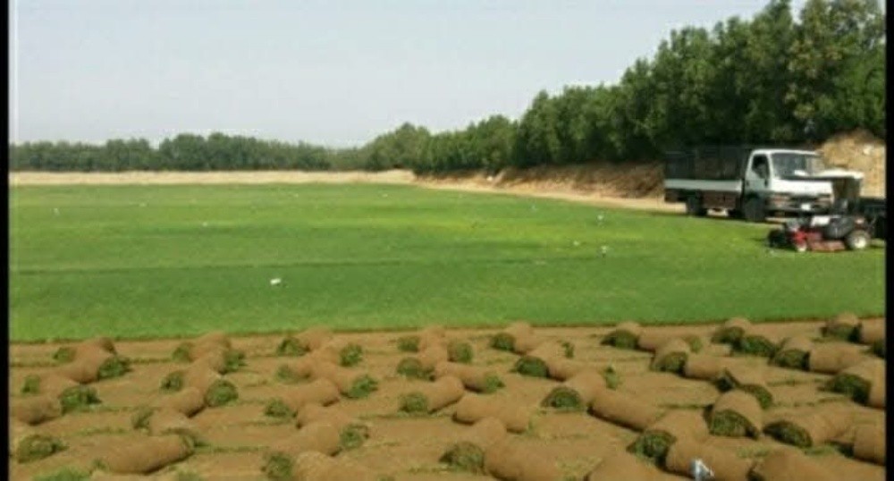 عشب طبيعى - 1