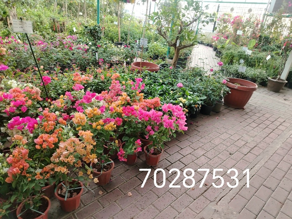 Garden new landscape - 3