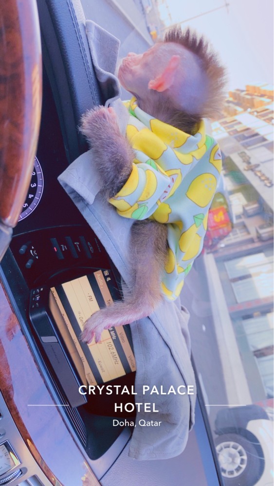 monkey for sale  - 5