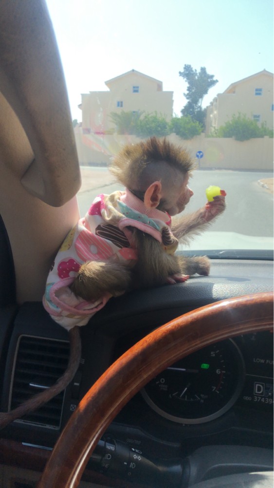 monkey for sale  - 2