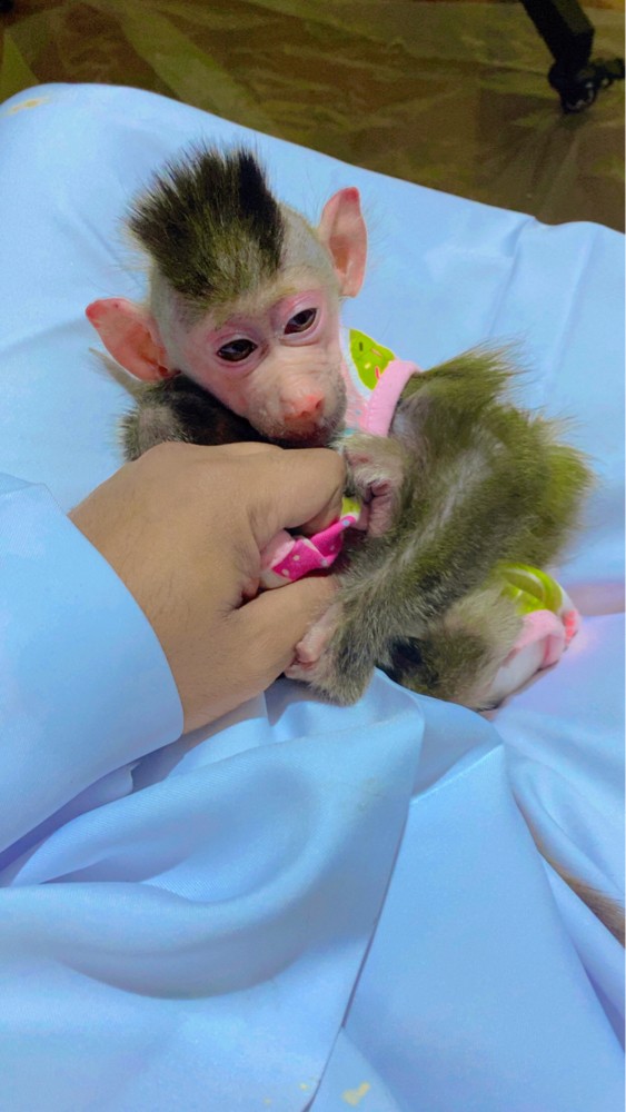 monkey for sale  - 3