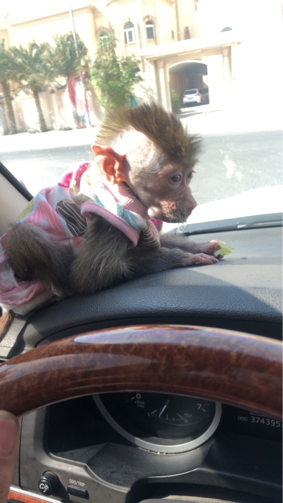monkey for sale  - 4