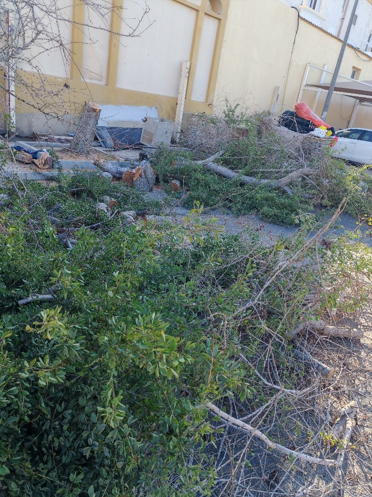 تقطيع أشجار ونخل وعشب وتنسيق حديق - 2