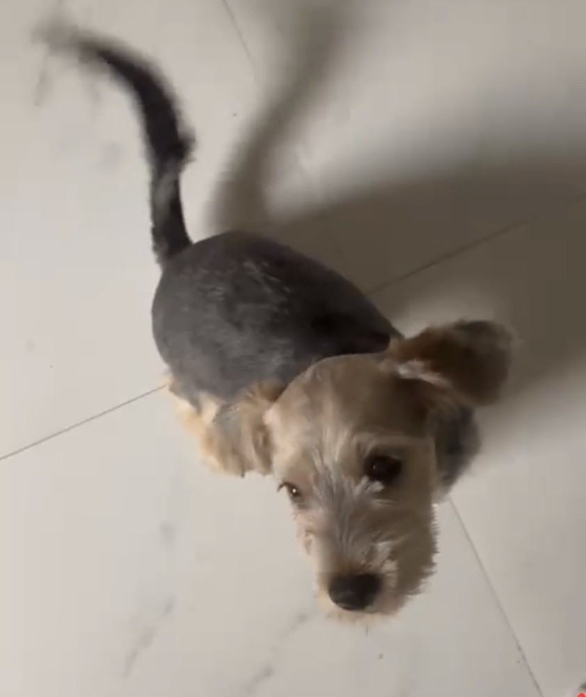 my dog is lost - 1