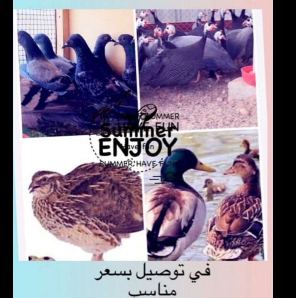 حمام دحول بط بني رقطه فري دجاج - 1