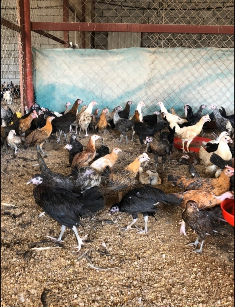 حمام دحول بط بني رقطه فري دجاج - 3