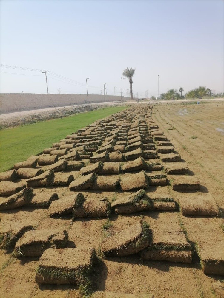 تقطيع أشجار ونخل وعشب وتنسيق - 2
