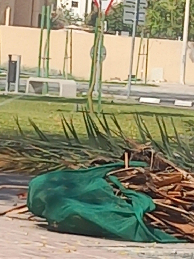 تزين حدايق - 6