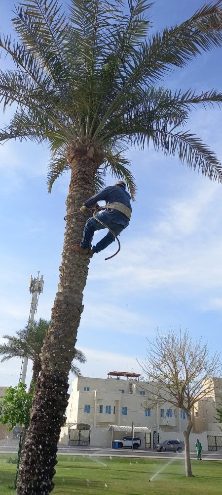 تزين حدايق - 3