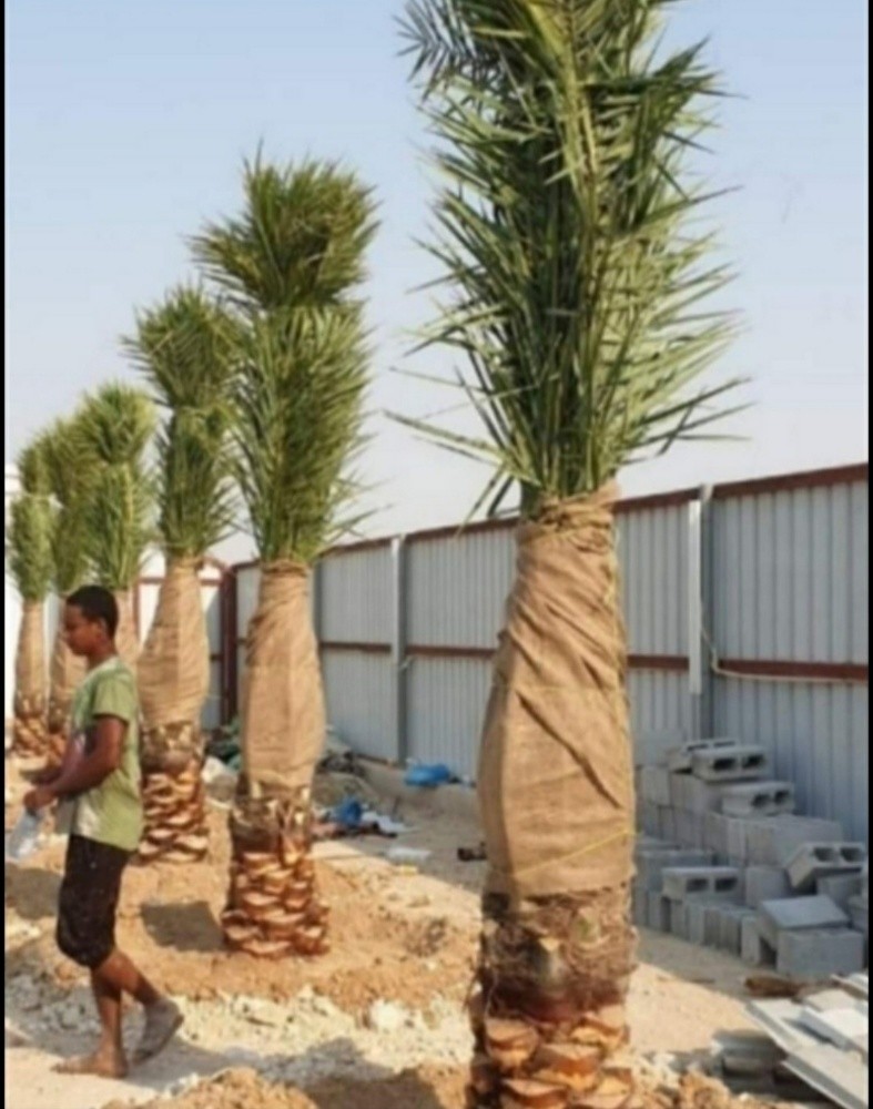 قص وترتيب الأشجار ورعايه للحدائق - 2