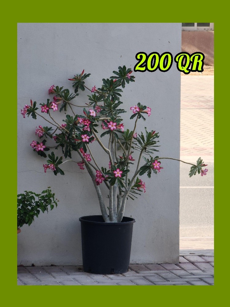 plants - 6