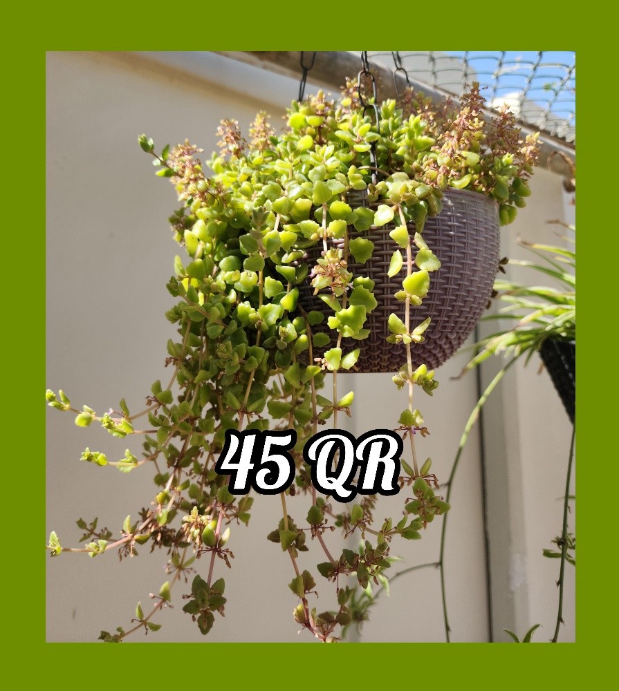 plants - 11