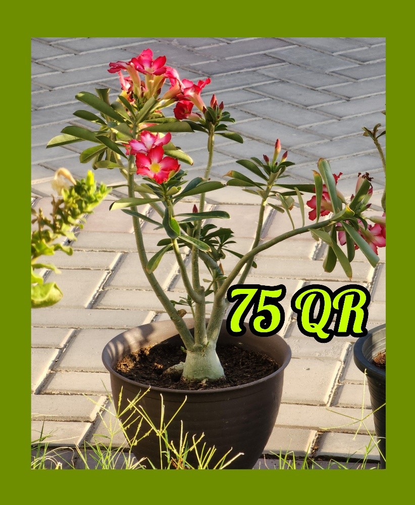 plants - 3