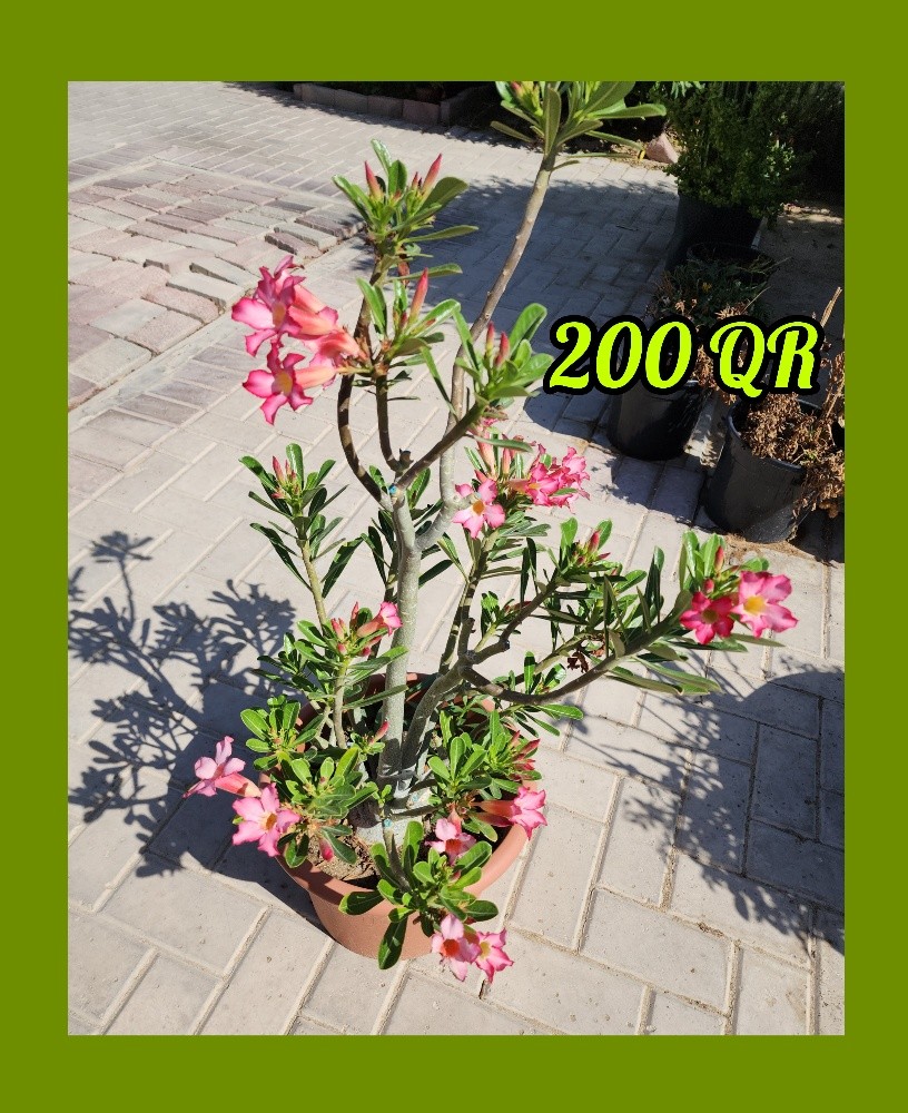plants - 7