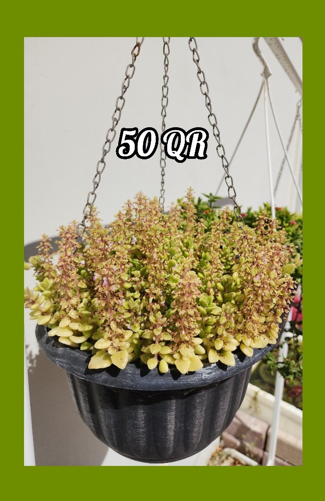 plants - 10