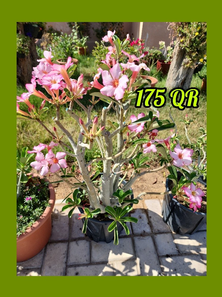 plants - 2