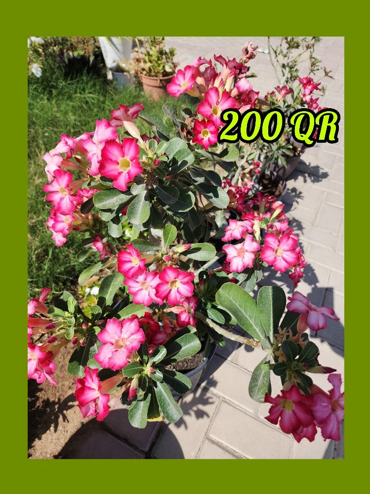 plants - 5