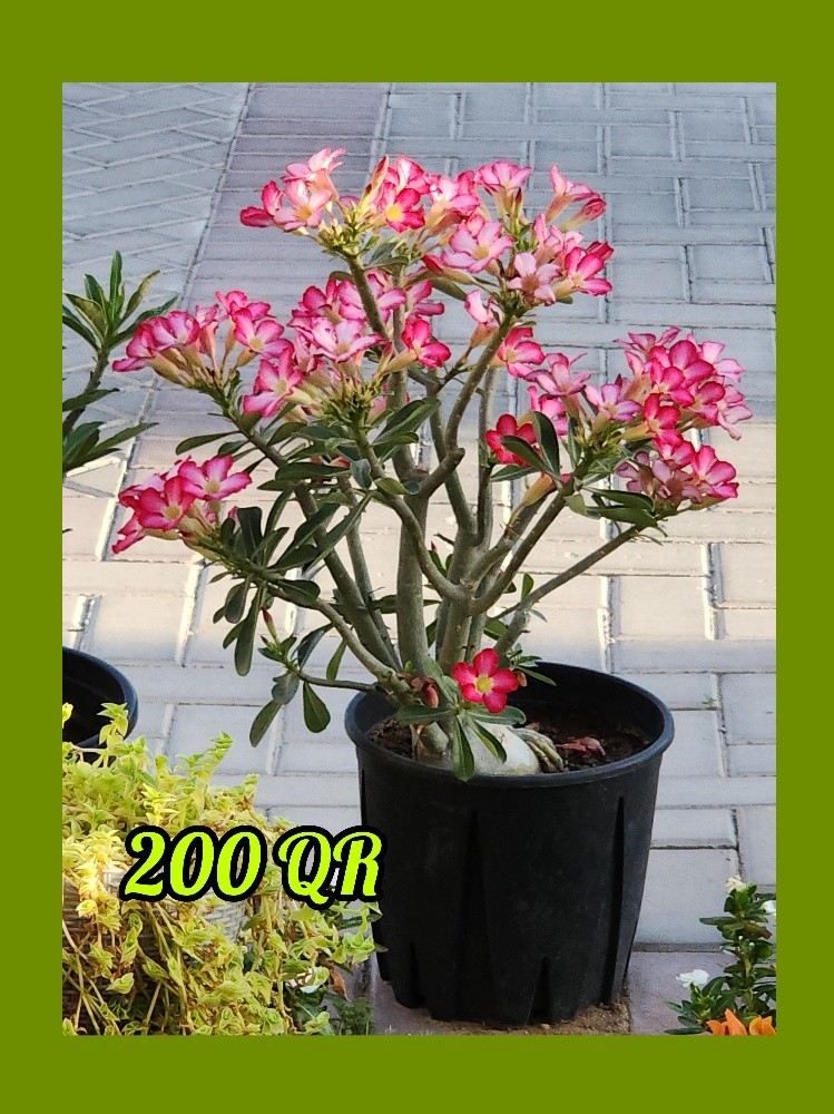 plants - 8